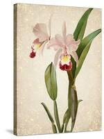 Orchids 2-Kimberly Allen-Stretched Canvas