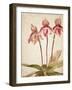 Orchids 4-Kimberly Allen-Framed Art Print