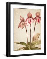 Orchids 4-Kimberly Allen-Framed Art Print