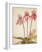 Orchids 4-Kimberly Allen-Framed Art Print