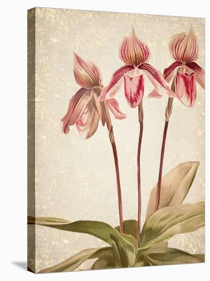 Orchids 4-Kimberly Allen-Stretched Canvas