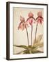 Orchids 4-Kimberly Allen-Framed Art Print