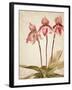 Orchids 4-Kimberly Allen-Framed Art Print