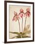 Orchids 4-Kimberly Allen-Framed Art Print