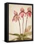 Orchids 4-Kimberly Allen-Framed Stretched Canvas