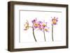 Orchids against white background-Panoramic Images-Framed Photographic Print