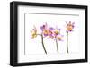 Orchids against white background-Panoramic Images-Framed Photographic Print