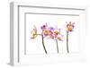 Orchids against white background-Panoramic Images-Framed Photographic Print