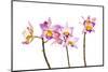 Orchids against white background-Panoramic Images-Mounted Photographic Print