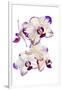 Orchids against white background-Panoramic Images-Framed Photographic Print