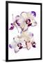 Orchids against white background-Panoramic Images-Framed Photographic Print