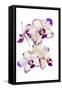 Orchids against white background-Panoramic Images-Framed Stretched Canvas