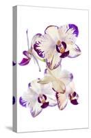 Orchids against white background-Panoramic Images-Stretched Canvas