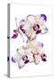 Orchids against white background-Panoramic Images-Stretched Canvas