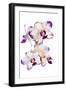 Orchids against white background-Panoramic Images-Framed Photographic Print