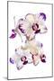 Orchids against white background-Panoramic Images-Mounted Photographic Print