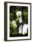 Orchids and Ferns I-Alan Hausenflock-Framed Photographic Print