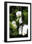 Orchids and Ferns I-Alan Hausenflock-Framed Photographic Print