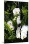 Orchids and Ferns I-Alan Hausenflock-Mounted Photographic Print