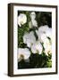 Orchids and Ferns II-Alan Hausenflock-Framed Photographic Print