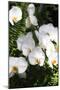 Orchids and Ferns II-Alan Hausenflock-Mounted Photographic Print