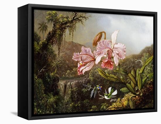 Orchids and Hummingbirds in a Brazilian Jungle, C. 1871-72-Martin Johnson Heade-Framed Stretched Canvas