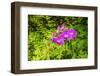 Orchids at the Hawaii Tropical Botanical Garden, Hamakua Coast, Big Island, Hawaii, USA-Russ Bishop-Framed Photographic Print