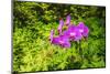 Orchids at the Hawaii Tropical Botanical Garden, Hamakua Coast, Big Island, Hawaii, USA-Russ Bishop-Mounted Photographic Print