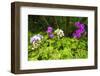 Orchids at the Hawaii Tropical Botanical Garden, Hamakua Coast, the Big Island, Hawaii-Russ Bishop-Framed Photographic Print