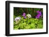 Orchids at the Hawaii Tropical Botanical Garden, Hamakua Coast, the Big Island, Hawaii-Russ Bishop-Framed Photographic Print