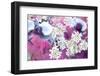 Orchids Blossoms-Alaya Gadeh-Framed Photographic Print