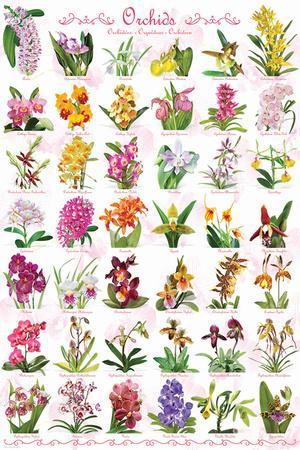 Orchid Identification Chart