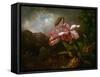 Orchids in a Jungle, 1870S (Oil on Canvas)-Martin Johnson Heade-Framed Stretched Canvas