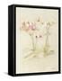 Orchids in Bloom I-Cheri Blum-Framed Stretched Canvas