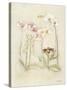 Orchids in Bloom II-Cheri Blum-Stretched Canvas
