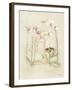 Orchids in Bloom II-Cheri Blum-Framed Art Print