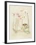 Orchids in Bloom II-Cheri Blum-Framed Art Print