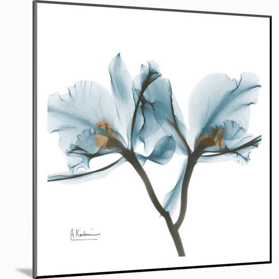 Orchids in Blue-Albert Koetsier-Mounted Print