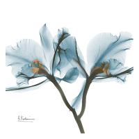 Orchids in Blue-Albert Koetsier-Framed Print Mount