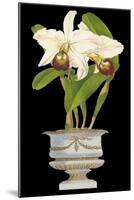 Orchids in Silver II-null-Mounted Art Print