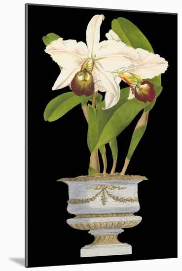 Orchids in Silver II-null-Mounted Art Print