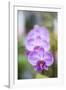 Orchids in the Orchid House, Kandy Royal Botanical Gardens, Peradeniya, Kandy, Sri Lanka, Asia-Matthew Williams-Ellis-Framed Photographic Print