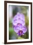 Orchids in the Orchid House, Kandy Royal Botanical Gardens, Peradeniya, Kandy, Sri Lanka, Asia-Matthew Williams-Ellis-Framed Photographic Print