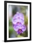 Orchids in the Orchid House, Kandy Royal Botanical Gardens, Peradeniya, Kandy, Sri Lanka, Asia-Matthew Williams-Ellis-Framed Photographic Print