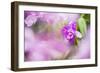 Orchids in the Orchid House, Kandy Royal Botanical Gardens, Peradeniya, Kandy, Sri Lanka, Asia-Matthew Williams-Ellis-Framed Photographic Print