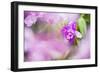 Orchids in the Orchid House, Kandy Royal Botanical Gardens, Peradeniya, Kandy, Sri Lanka, Asia-Matthew Williams-Ellis-Framed Photographic Print