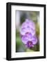 Orchids in the Orchid House, Kandy Royal Botanical Gardens, Peradeniya, Kandy, Sri Lanka, Asia-Matthew Williams-Ellis-Framed Photographic Print