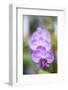 Orchids in the Orchid House, Kandy Royal Botanical Gardens, Peradeniya, Kandy, Sri Lanka, Asia-Matthew Williams-Ellis-Framed Photographic Print