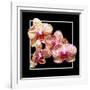 Orchids on Black I-Alan Hausenflock-Framed Art Print