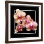 Orchids on Black I-Alan Hausenflock-Framed Art Print